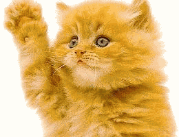 cat1