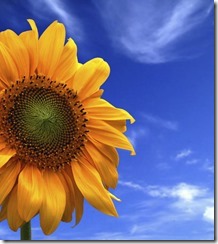 iStock_000000050937_Medium
