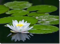 iStock_000003029734_Medium